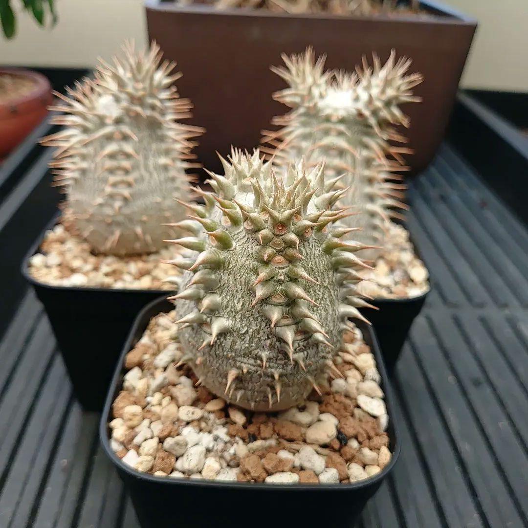 パキポディウム ロスラーツム 3鉢セット メルカリ便