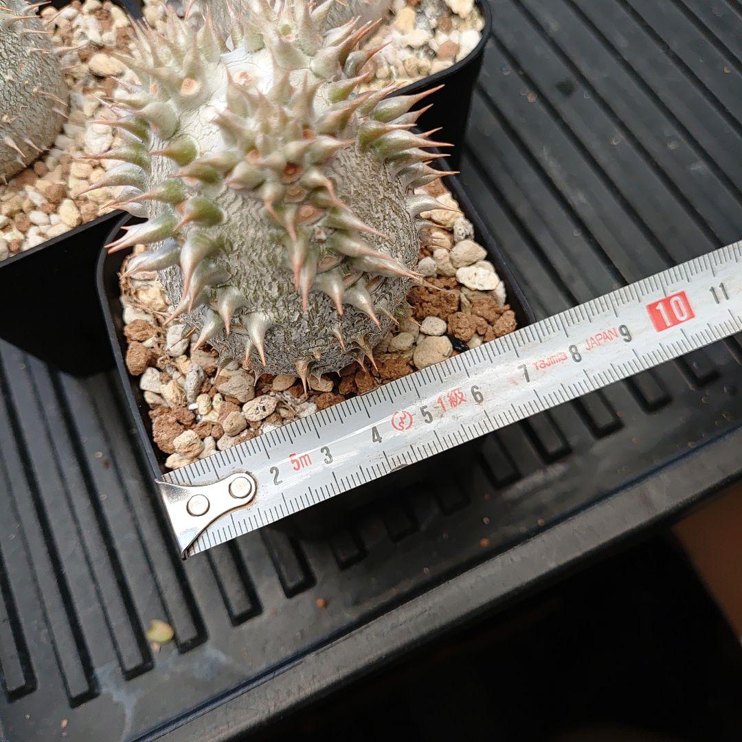 パキポディウム ロスラーツム 3鉢セット メルカリ便