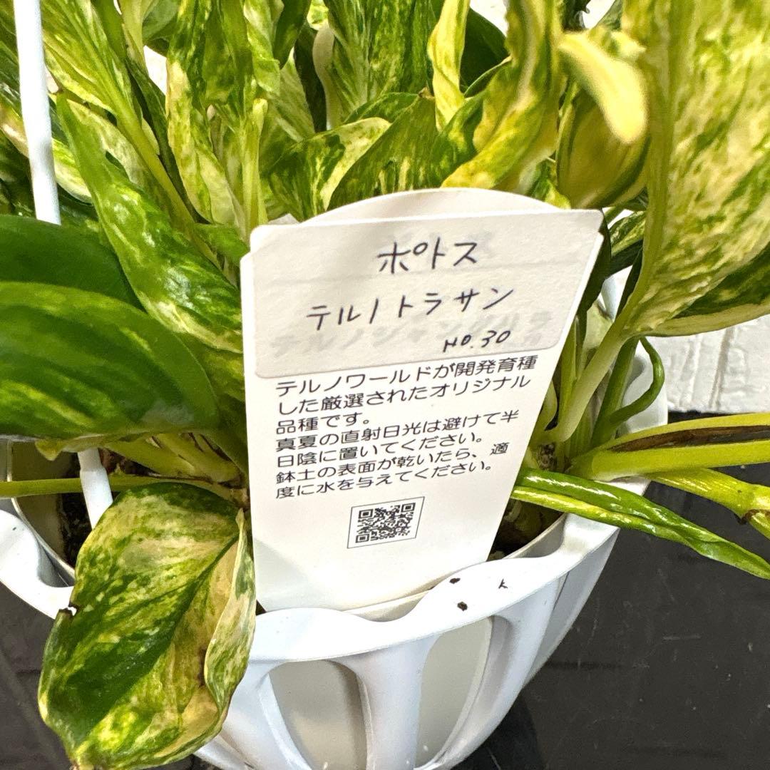 レア♡ポトス　テルノ♡トラサン♡5号吊り鉢♡お鉢ごとメルカリ便