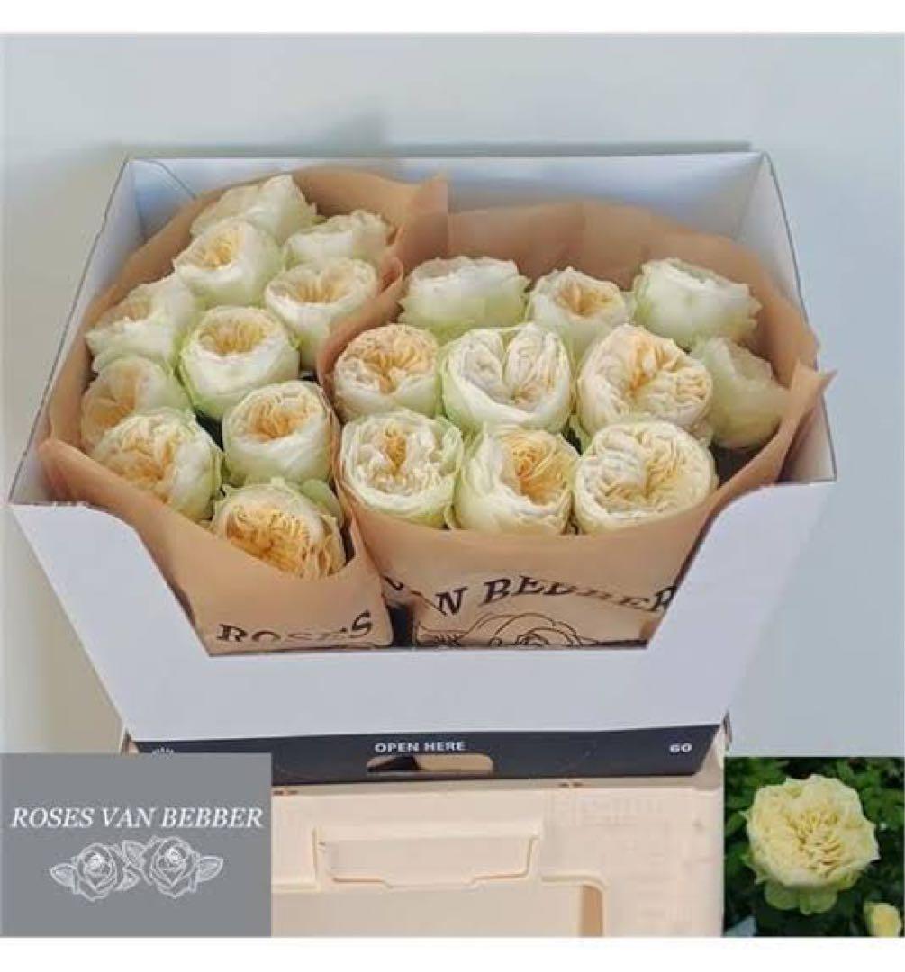 切り花品種バラ苗　レアバラ 　Lovely Harpe♡ Rose