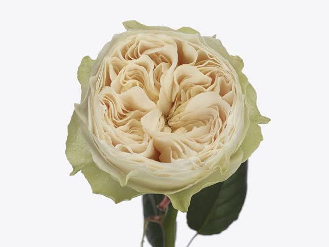 切り花品種バラ苗　レアバラ 　Lovely Harpe♡ Rose