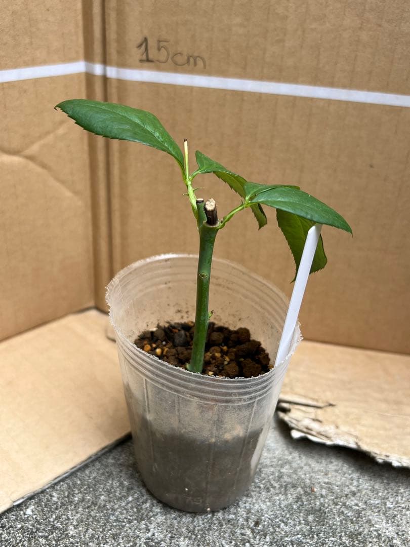 切り花品種バラ苗　レアバラ 　Lovely Harpe♡ Rose