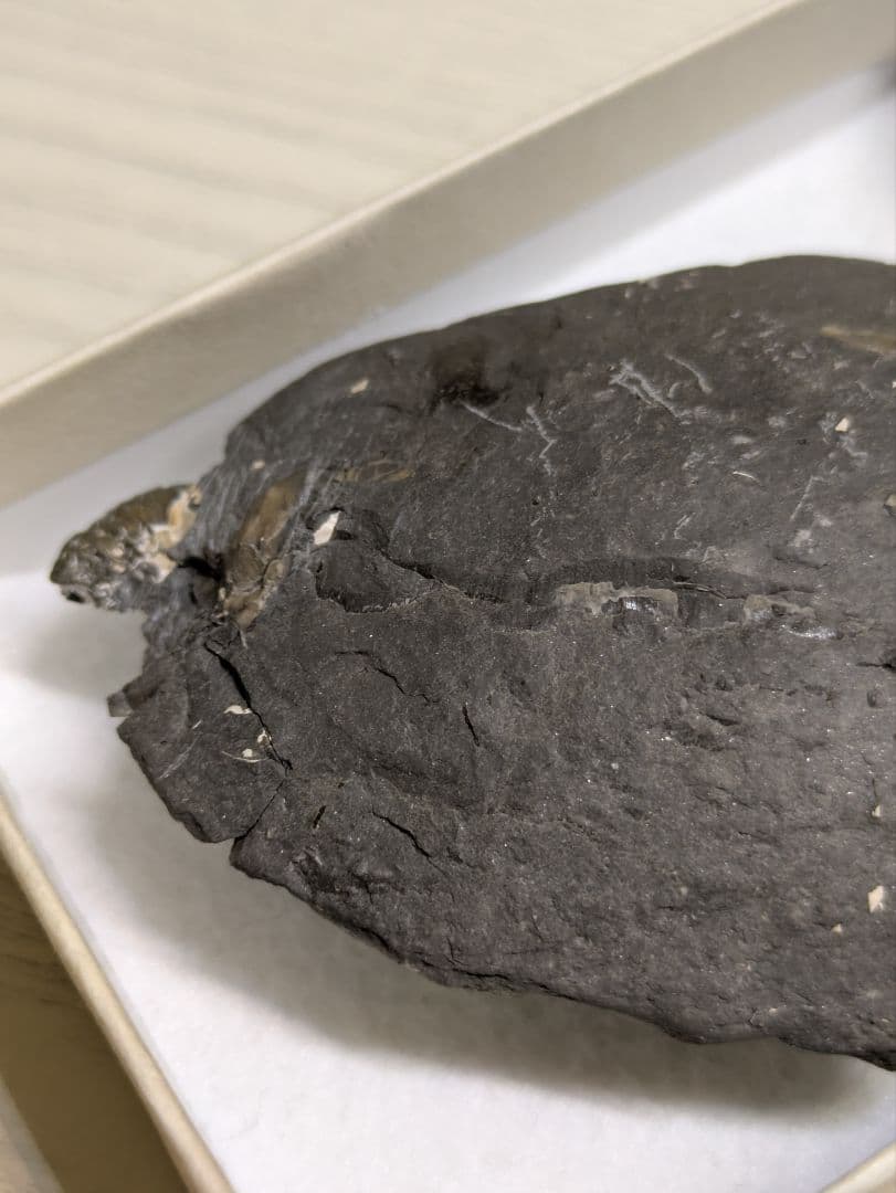 アンモナイト　群生　黄鉄鉱　化石　標本　貝