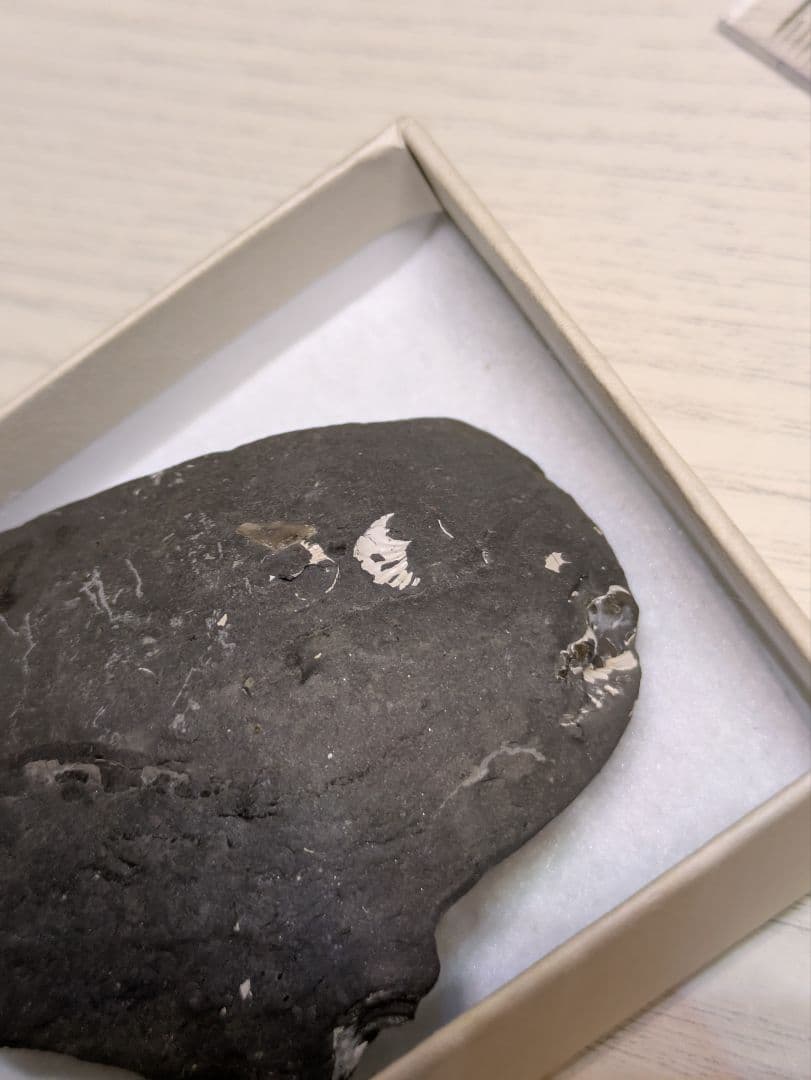 アンモナイト　群生　黄鉄鉱　化石　標本　貝