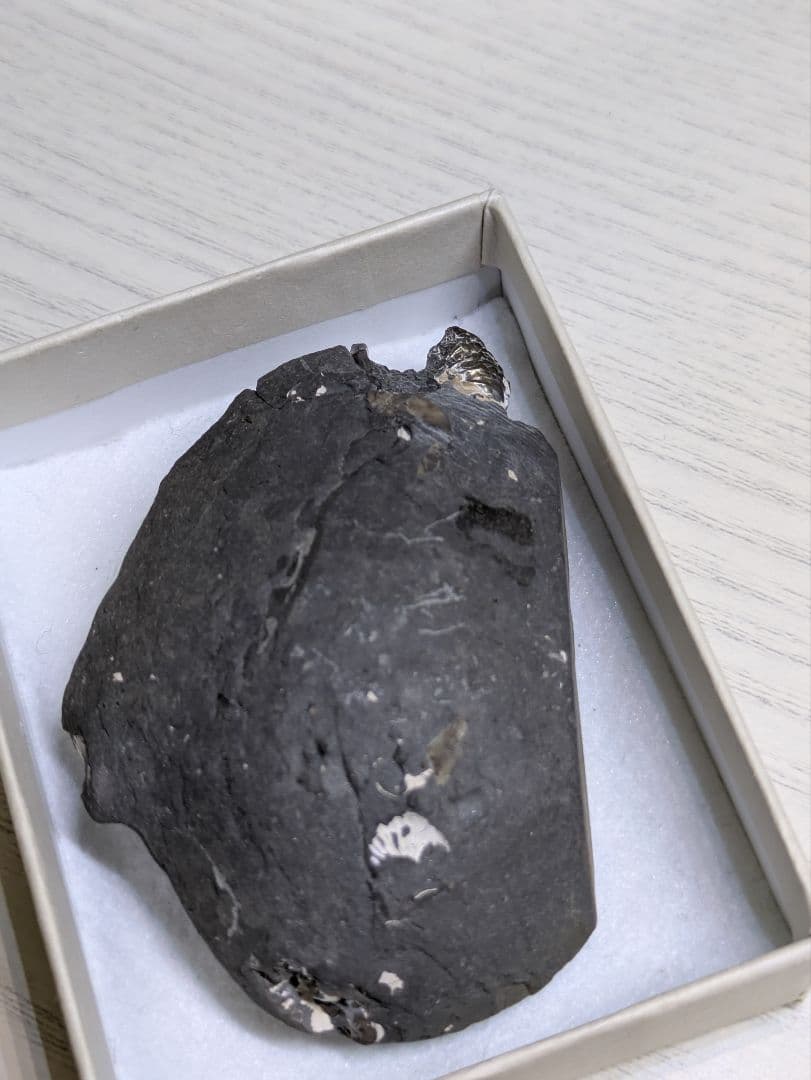 アンモナイト　群生　黄鉄鉱　化石　標本　貝