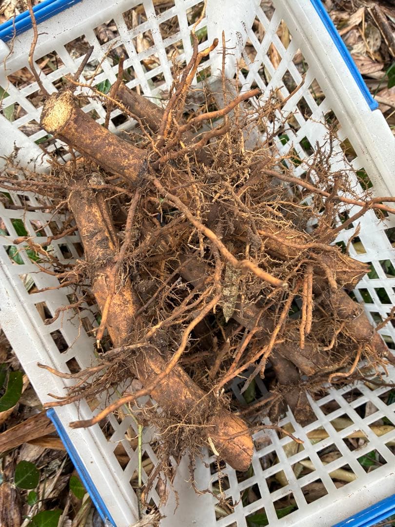 真竹　地下茎　筍　苗