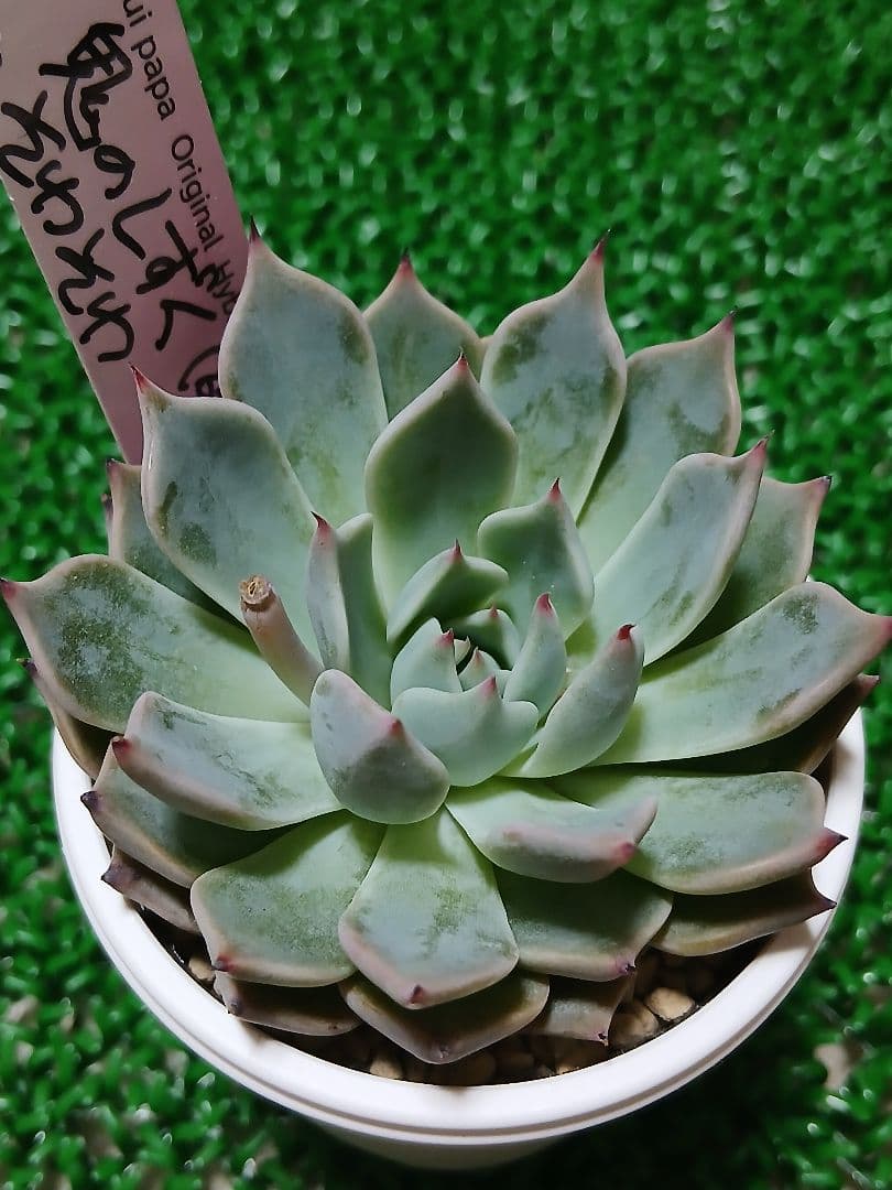 【ルイパパさん苗】鬼のしずく×そわそわ【札付き】鉢ごと発送