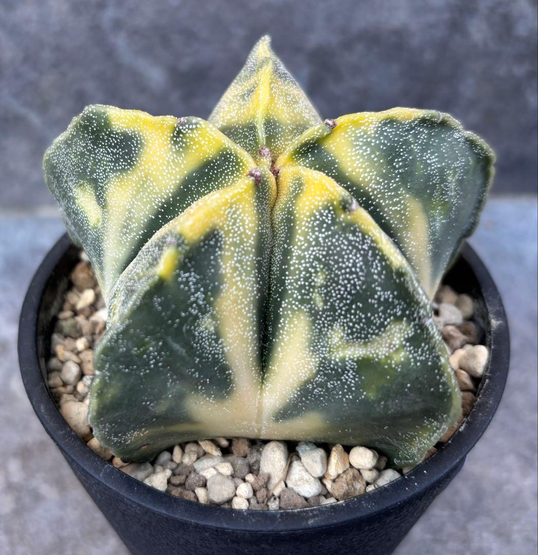 アストロフィツム ランポー玉錦 抜き苗