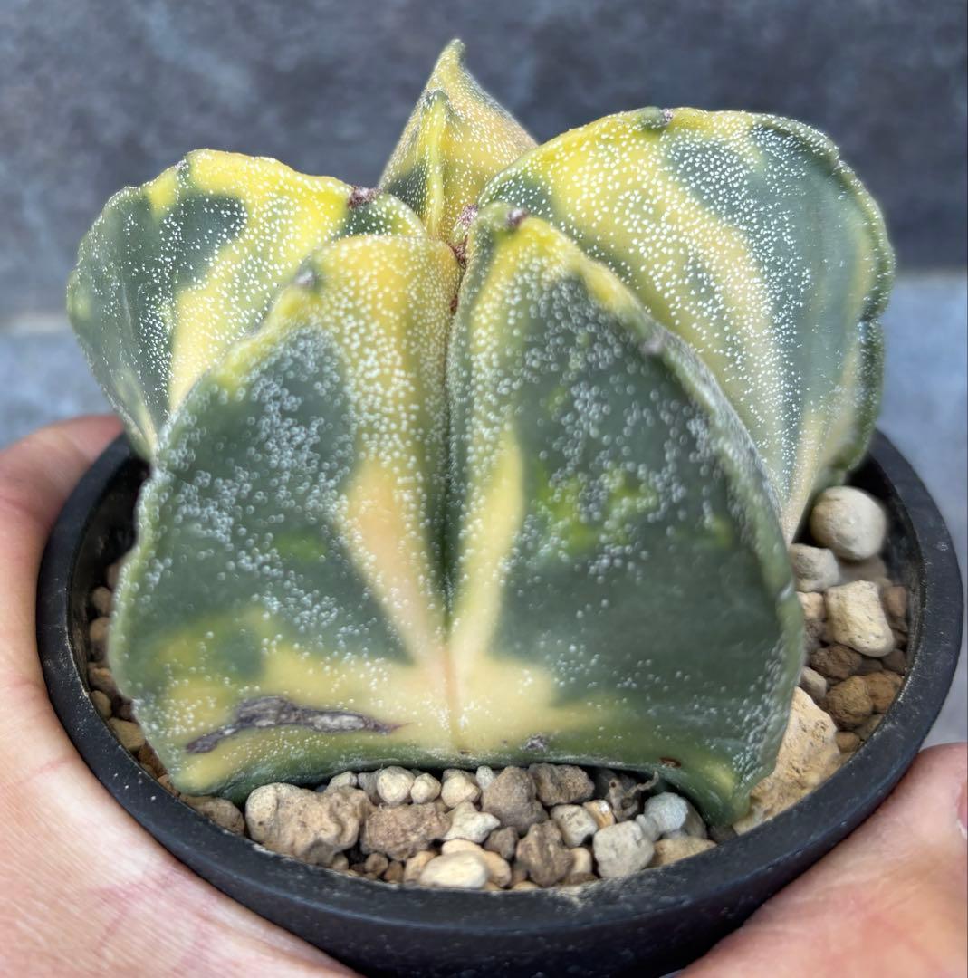 アストロフィツム ランポー玉錦 抜き苗