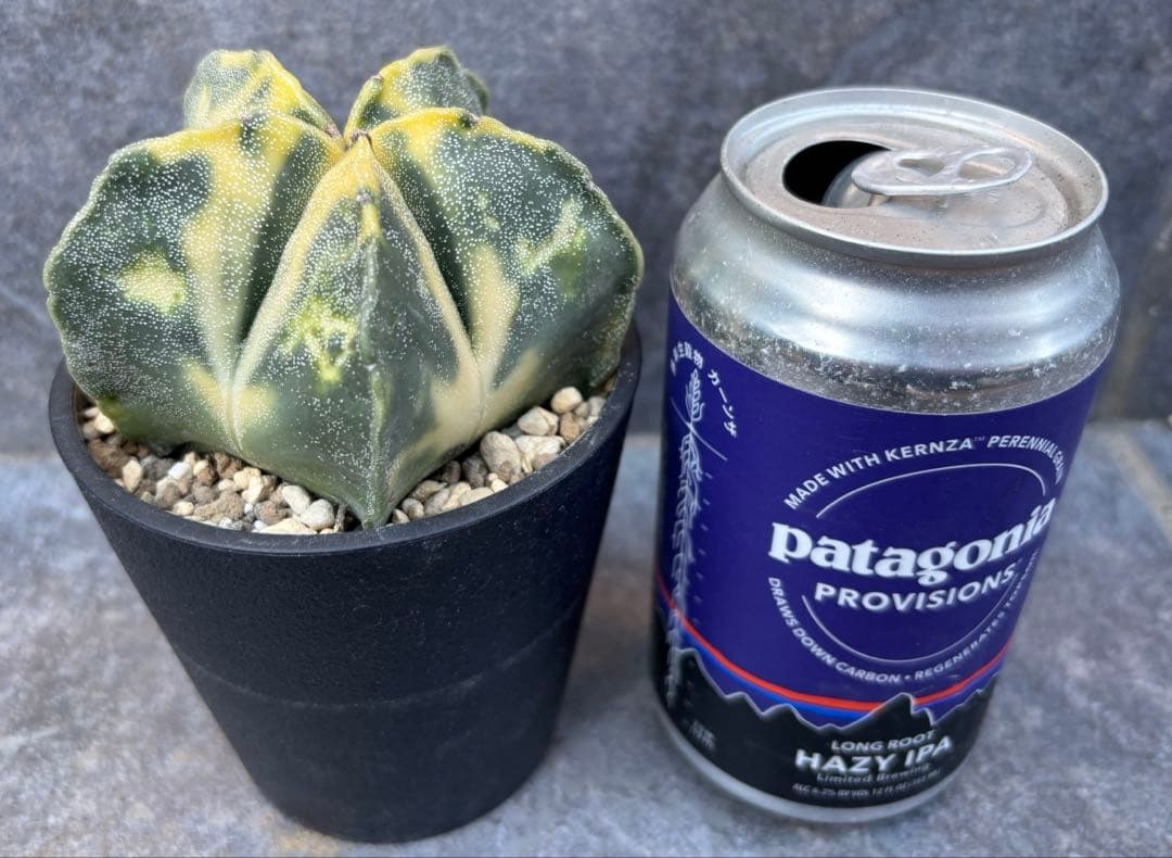 アストロフィツム ランポー玉錦 抜き苗