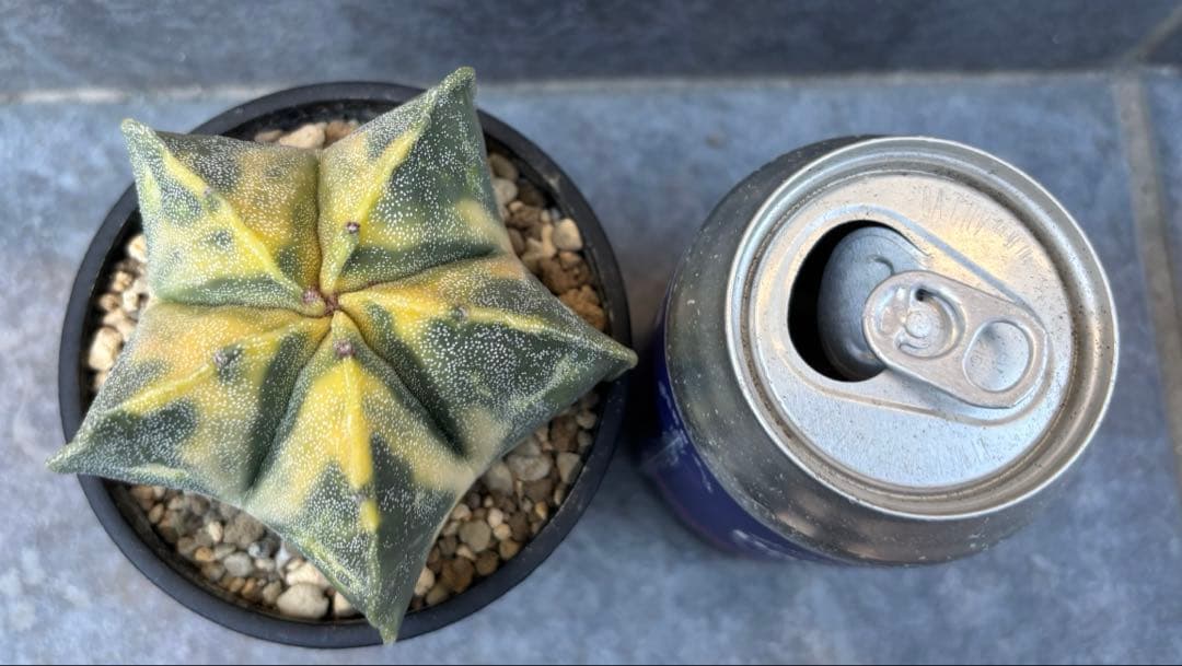 アストロフィツム ランポー玉錦 抜き苗