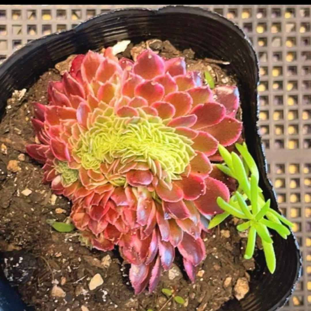 8#多肉植物アエオニウム錦❤️ ニカ ❤️ 朝霞錦セッカ ❤️8cm 拔き苗