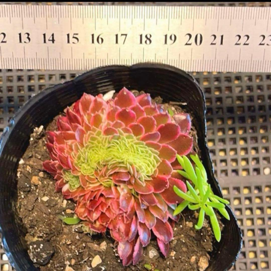 8#多肉植物アエオニウム錦❤️ ニカ ❤️ 朝霞錦セッカ ❤️8cm 拔き苗