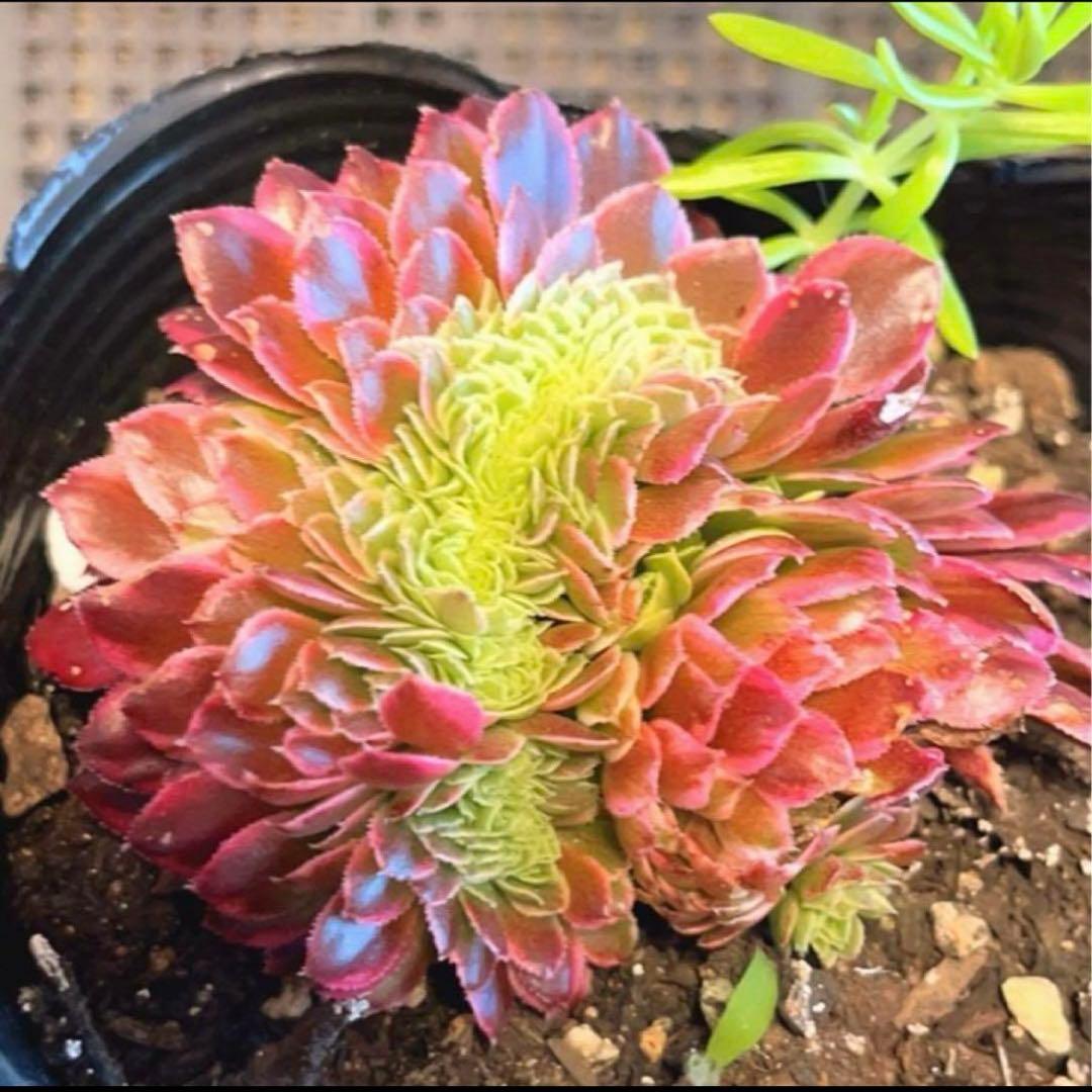 8#多肉植物アエオニウム錦❤️ ニカ ❤️ 朝霞錦セッカ ❤️8cm 拔き苗