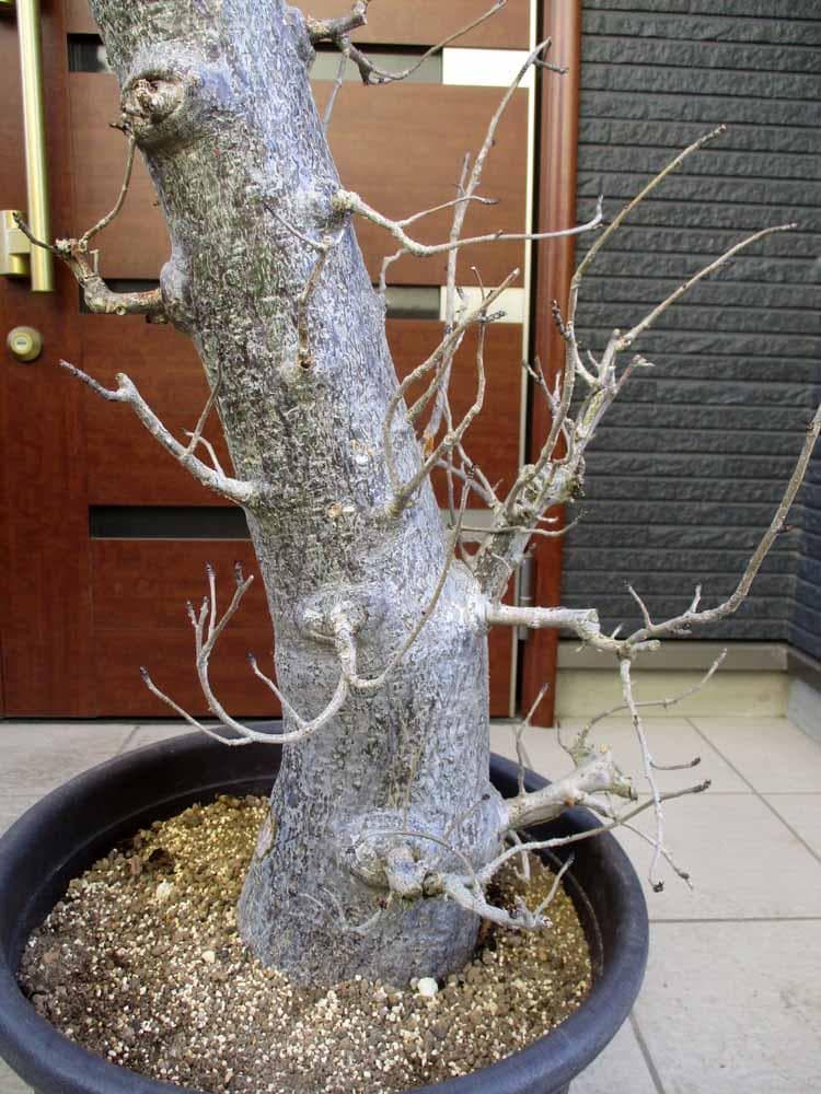 【現品】発根済　バオバブの木　バオバブ・ディギタータ　12号鉢　ラ４番