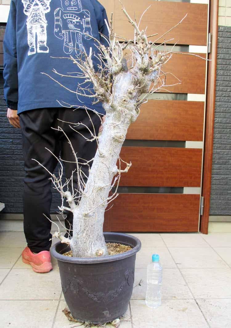 【現品】発根済　バオバブの木　バオバブ・ディギタータ　12号鉢　ラ４番