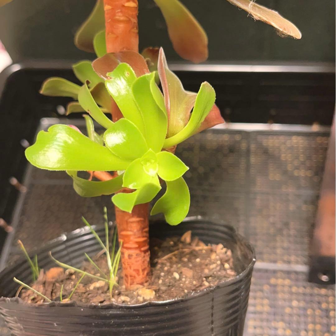 91#多肉植物アエオニウム錦❤️ 赤霞が飛ぶ ❤️1大頭2小頭21cm拔き苗