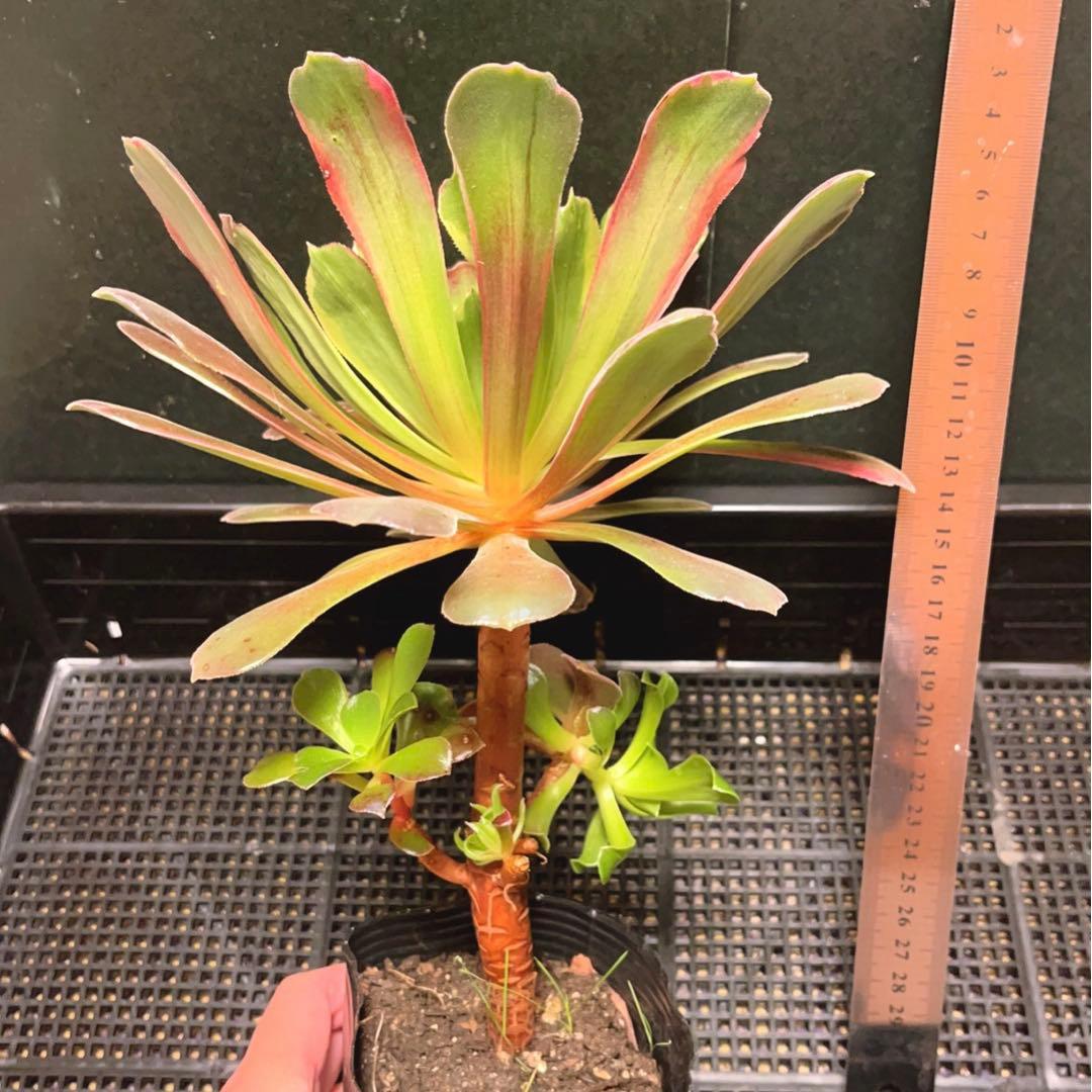 91#多肉植物アエオニウム錦❤️ 赤霞が飛ぶ ❤️1大頭2小頭21cm拔き苗