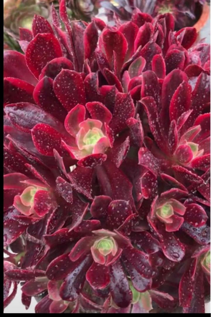 91#多肉植物アエオニウム錦❤️ 赤霞が飛ぶ ❤️1大頭2小頭21cm拔き苗
