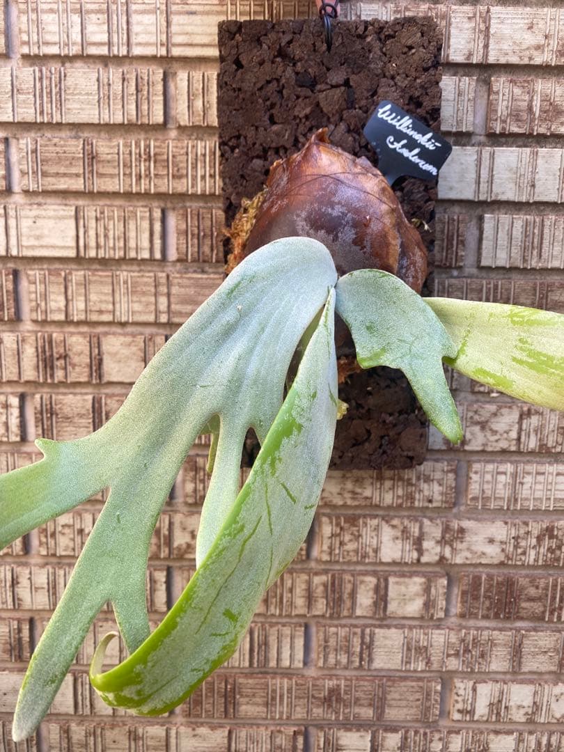 P. willinckii × P. andinum 厳重防寒梱包