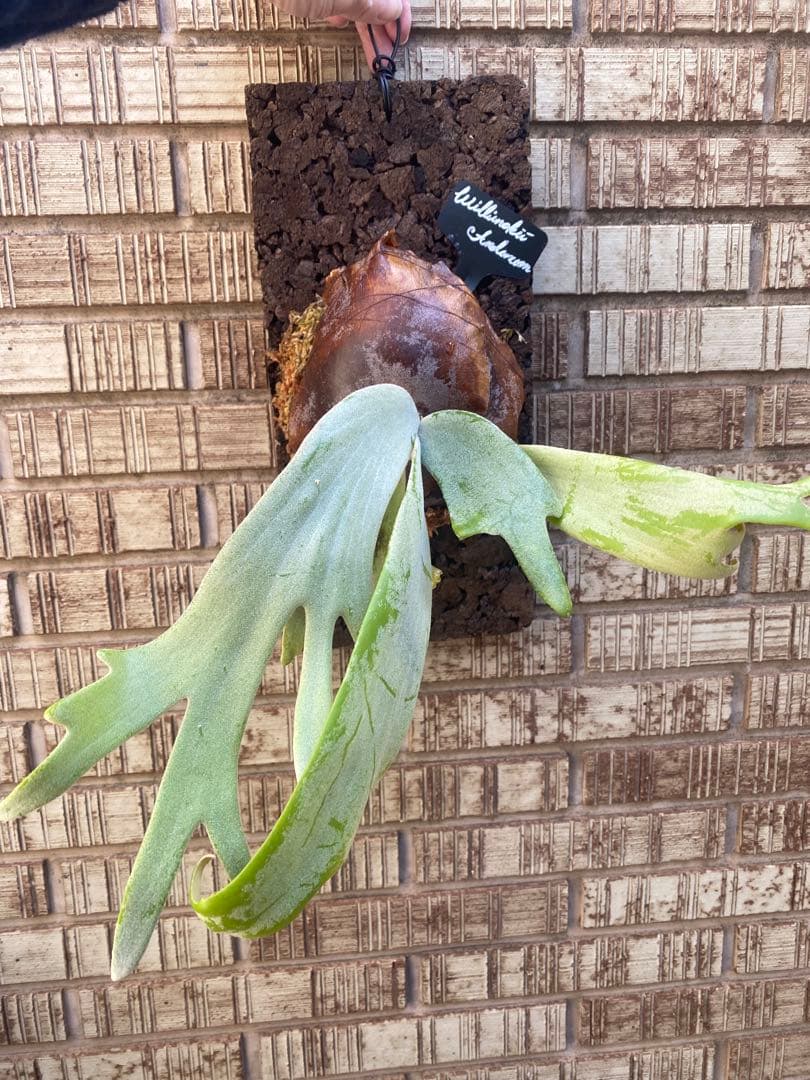 P. willinckii × P. andinum 厳重防寒梱包