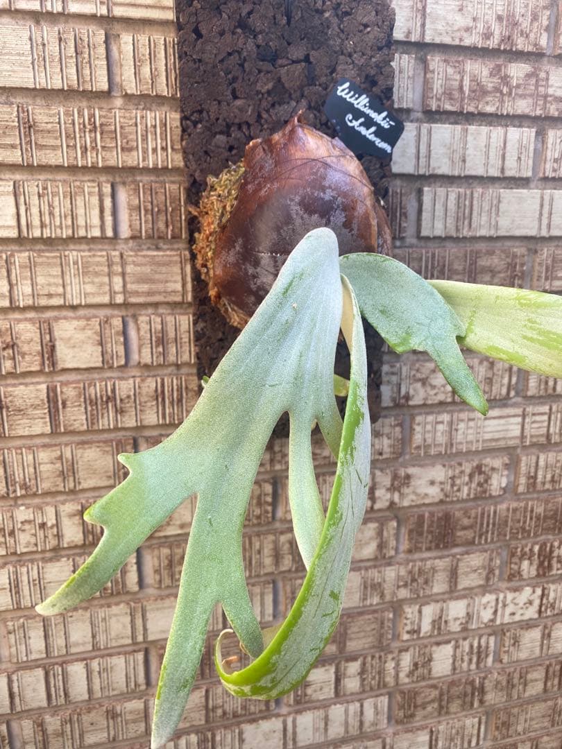 P. willinckii × P. andinum 厳重防寒梱包
