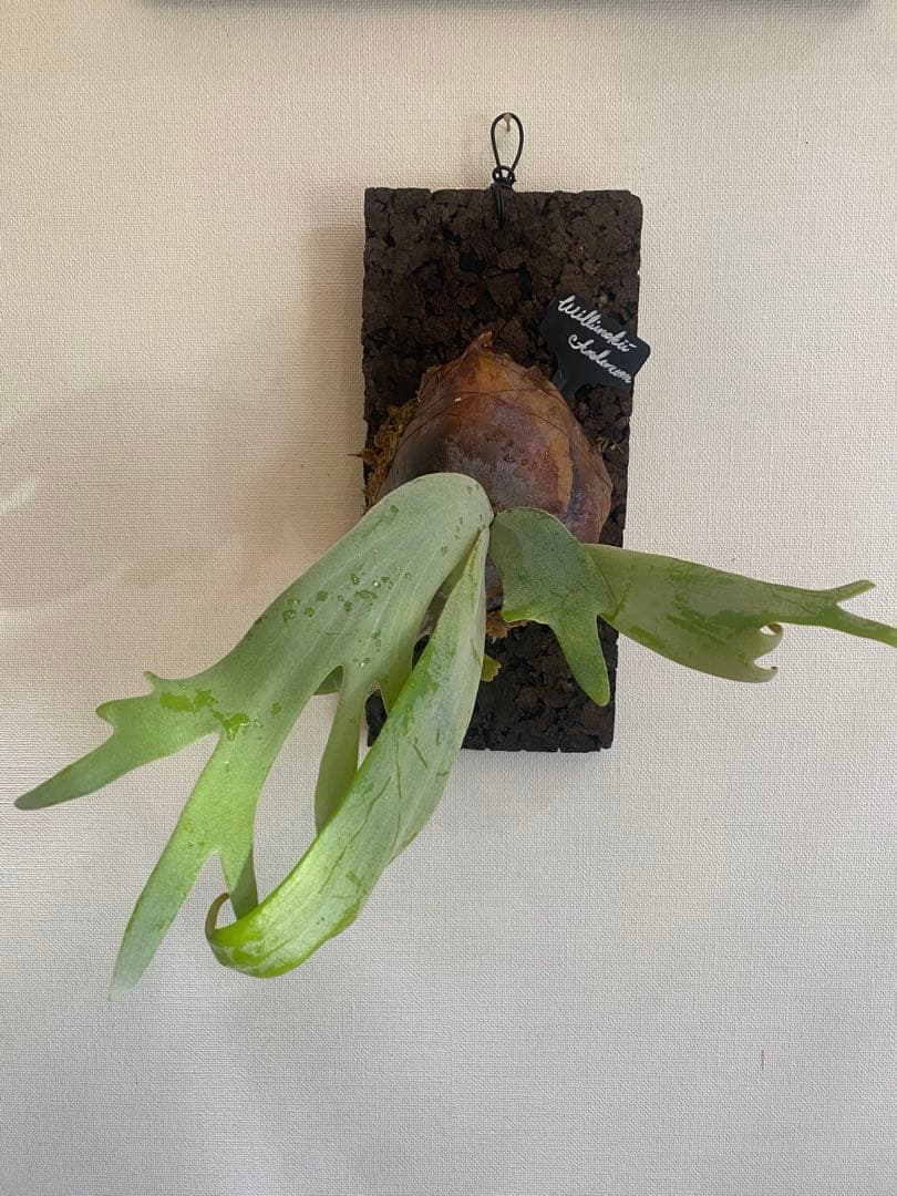 P. willinckii × P. andinum 厳重防寒梱包