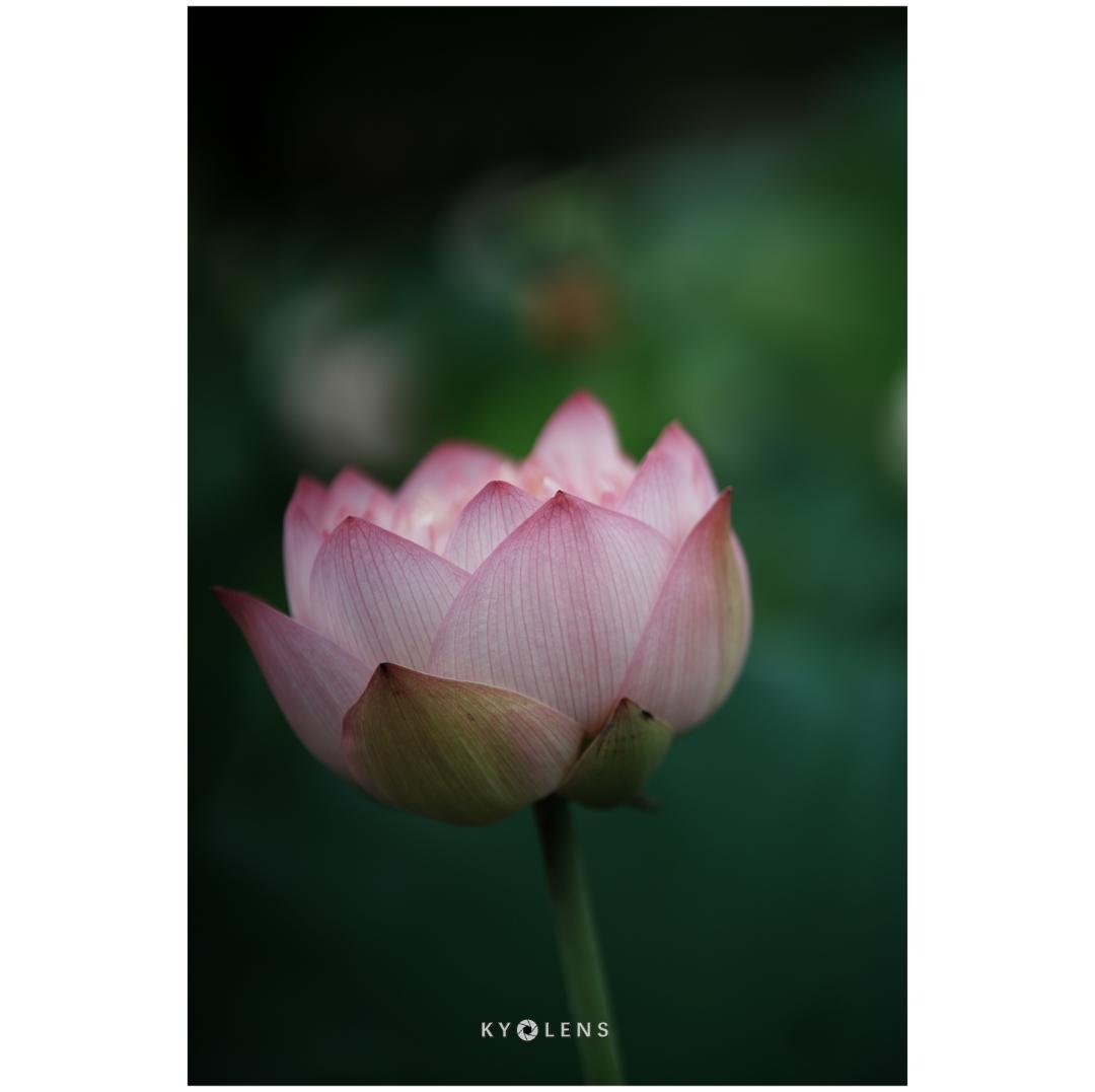Viltrox AF 85/1.8 II FE レンズ