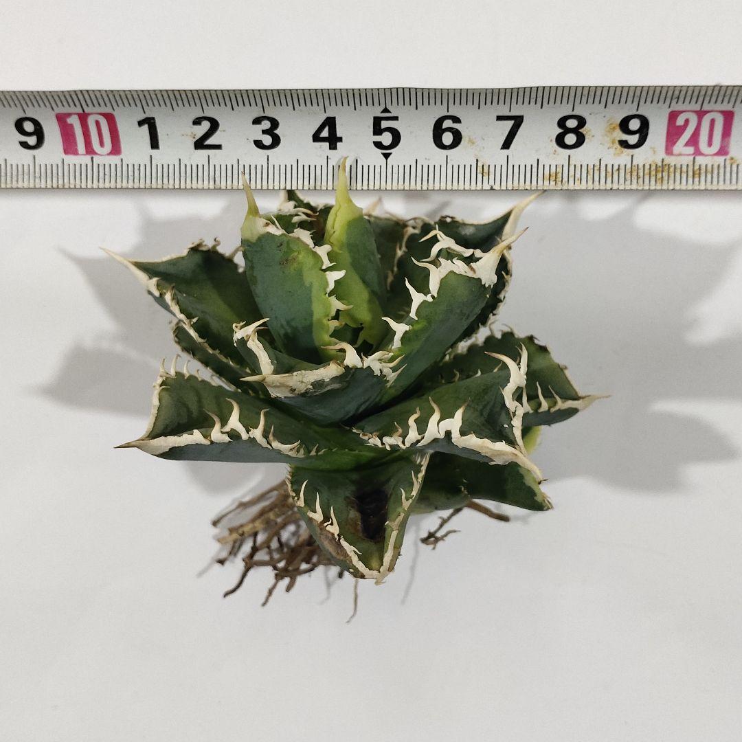 1405.アガベチタノタ 大白鯊錦 覆輪斑 優良血統 精選極上株 子株附