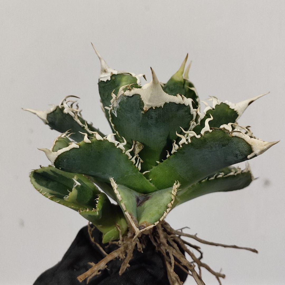 1405.アガベチタノタ 大白鯊錦 覆輪斑 優良血統 精選極上株 子株附