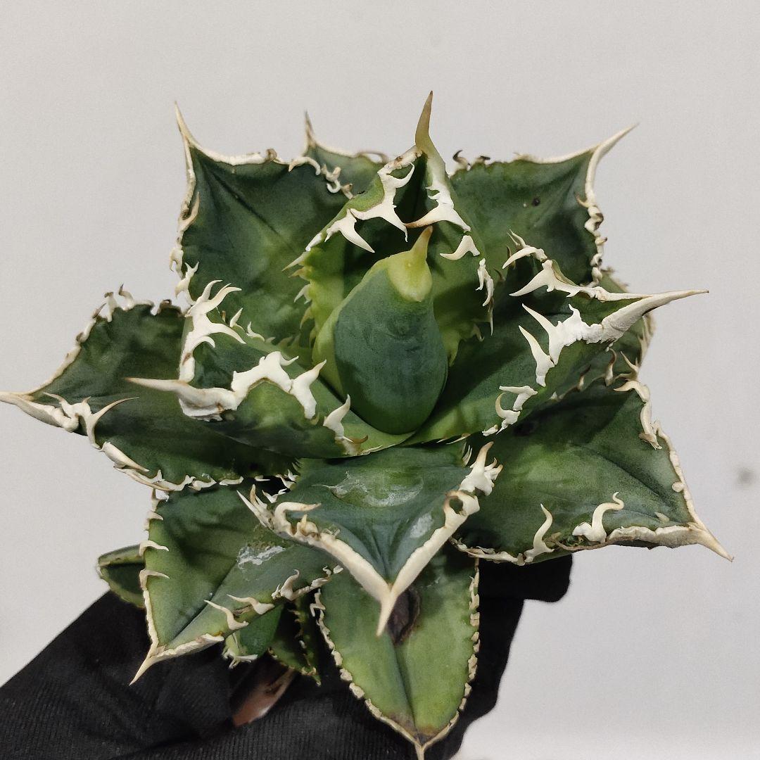 1405.アガベチタノタ 大白鯊錦 覆輪斑 優良血統 精選極上株 子株附