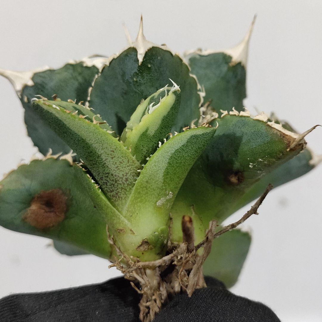 1405.アガベチタノタ 大白鯊錦 覆輪斑 優良血統 精選極上株 子株附