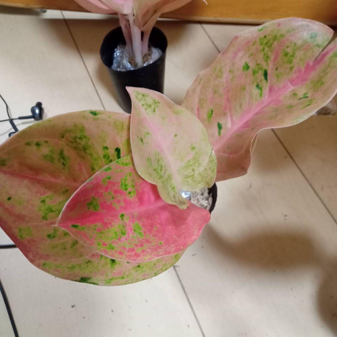 マロン　様　アグラオネマ　ピンク　エメラルド　ローズ　観葉植物