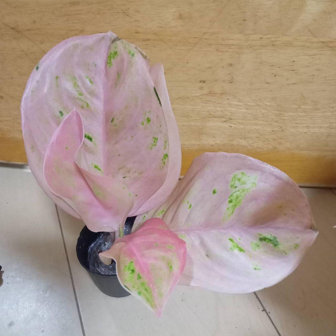 マロン　様　アグラオネマ　ピンク　エメラルド　ローズ　観葉植物