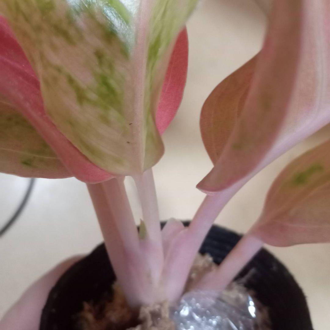 マロン　様　アグラオネマ　ピンク　エメラルド　ローズ　観葉植物