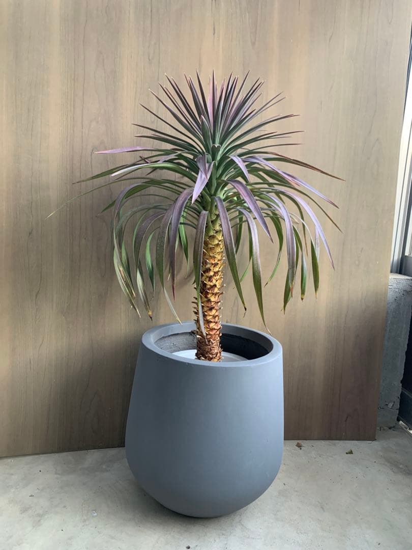 人気のグレーストーン　no2