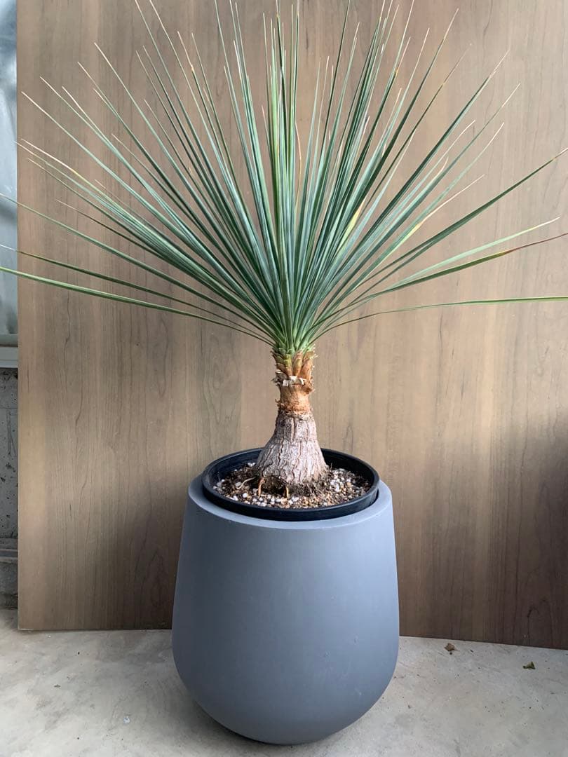 人気のグレーストーン　no2