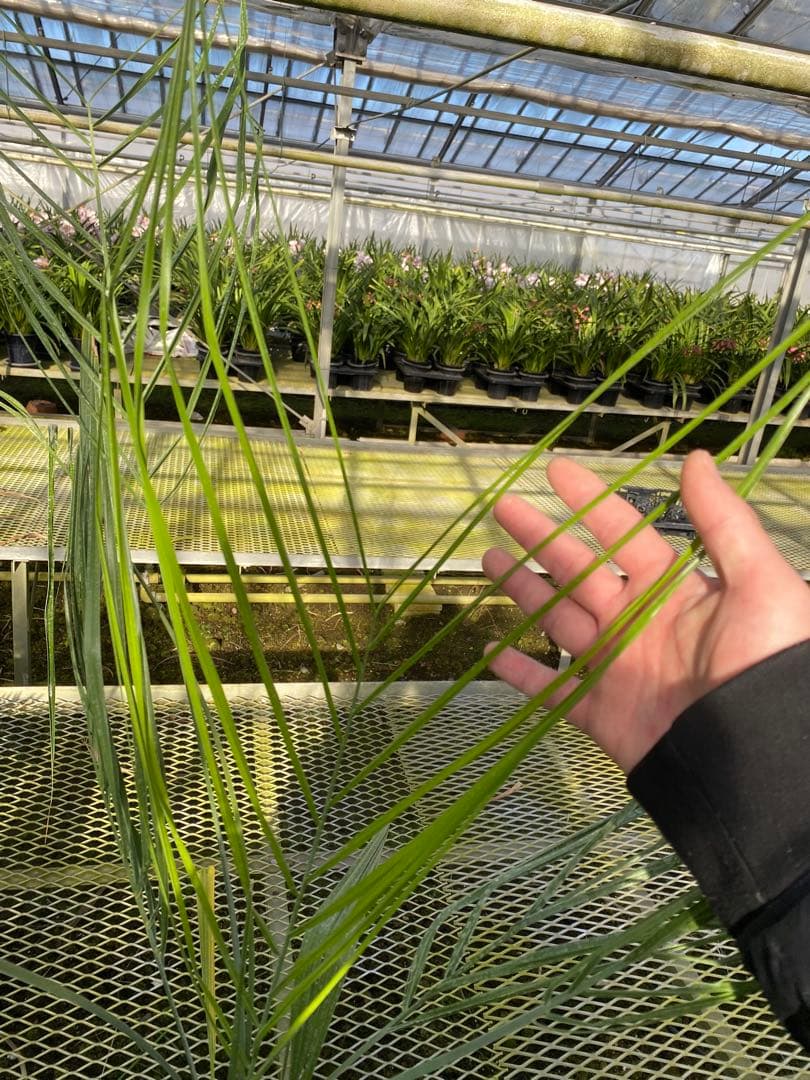 6号ココスヤシ4年もの！！