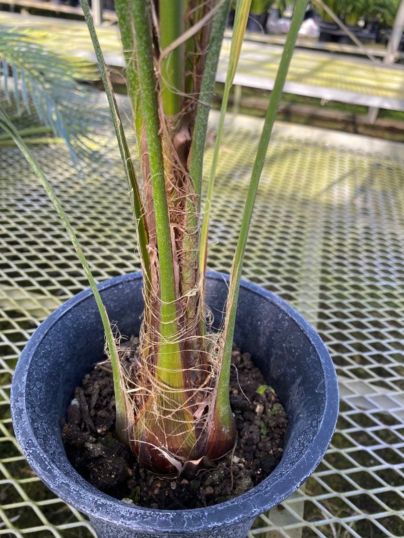 6号ココスヤシ4年もの！！