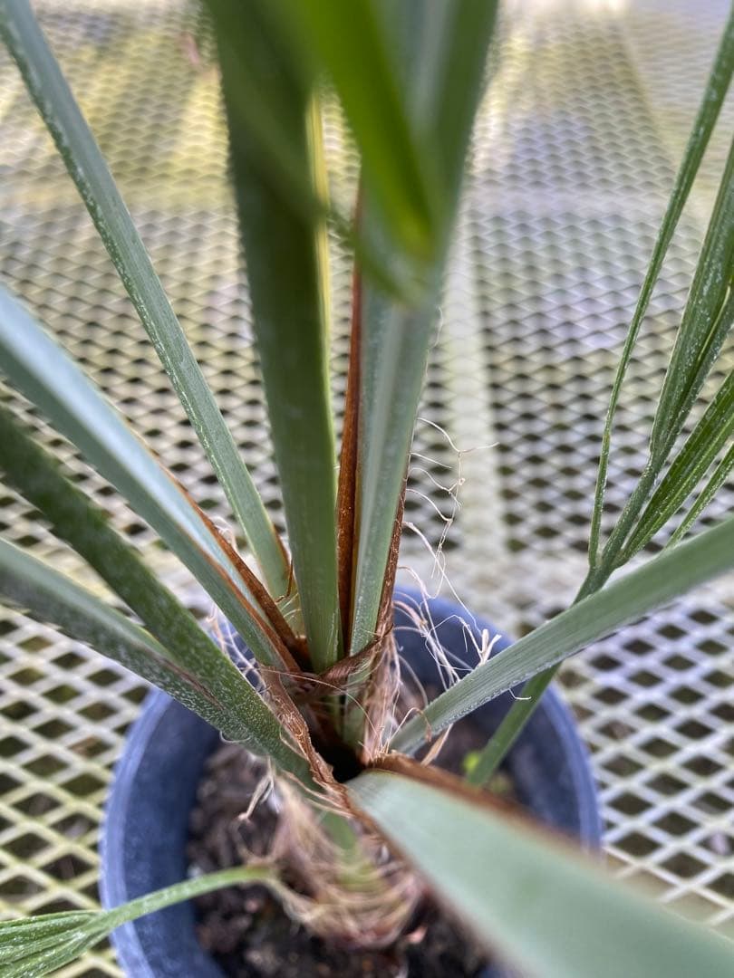 6号ココスヤシ4年もの！！