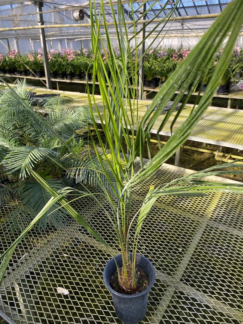 6号ココスヤシ4年もの！！