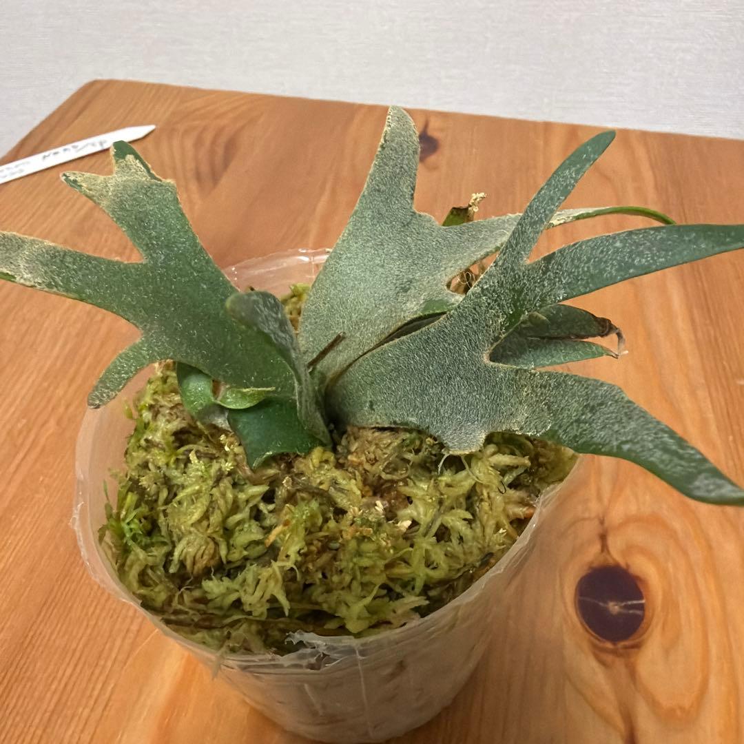 ＊P.willinckii Nano ビカクシダ Nano sp 3号＊