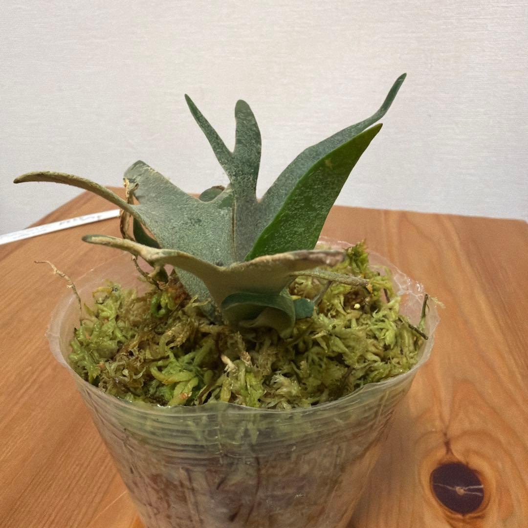 ＊P.willinckii Nano ビカクシダ Nano sp 3号＊