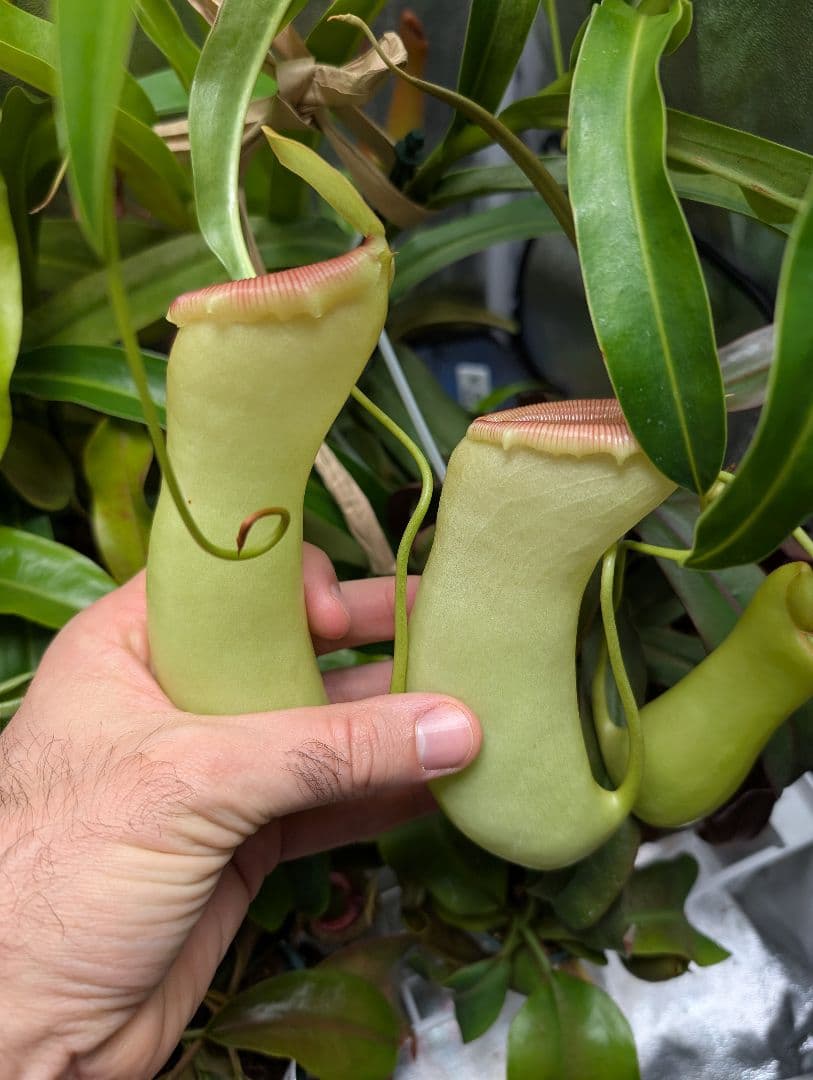 ネペンテス　ベントリコーサ 食虫植物