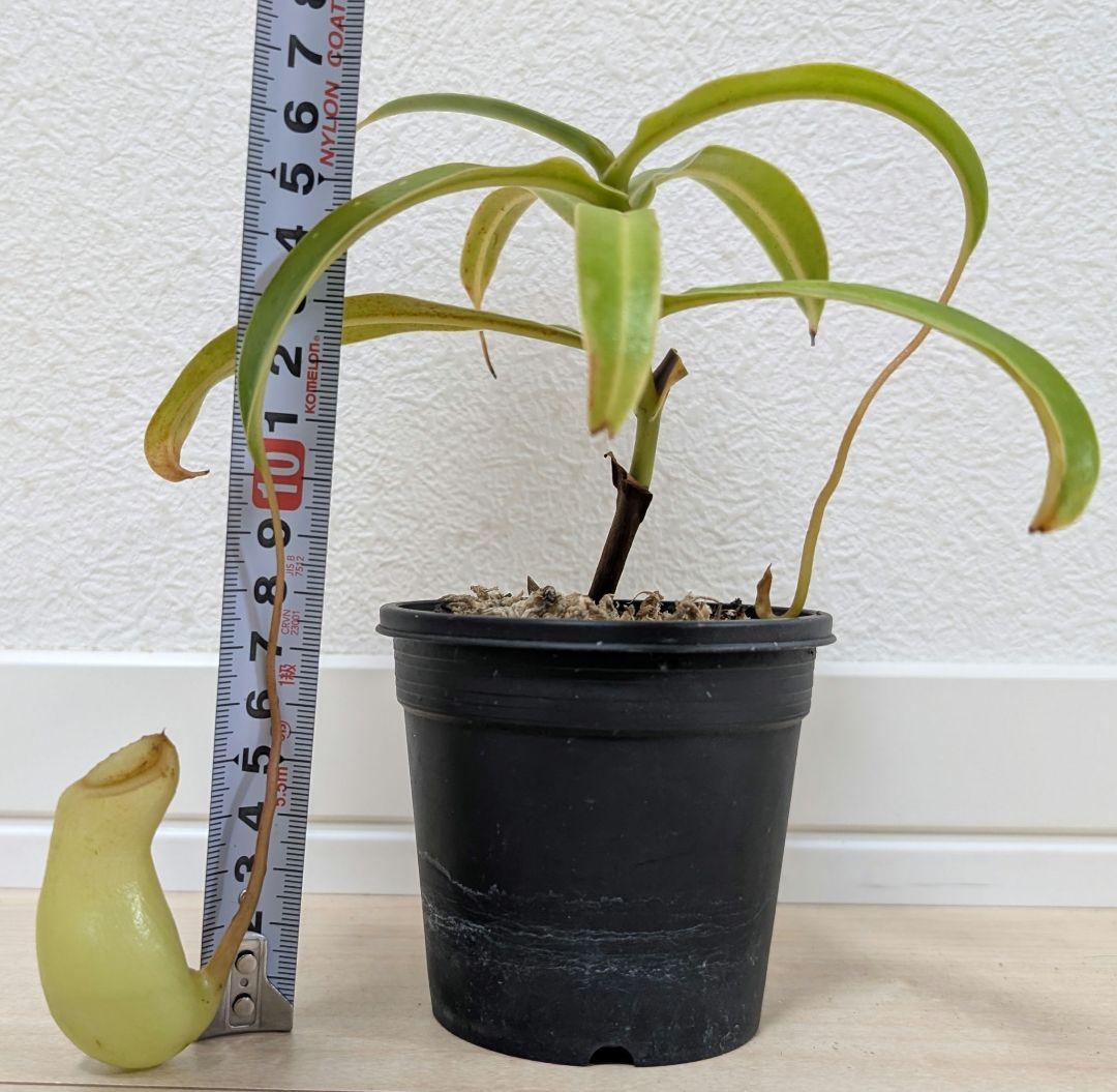 ネペンテス　ベントリコーサ 食虫植物