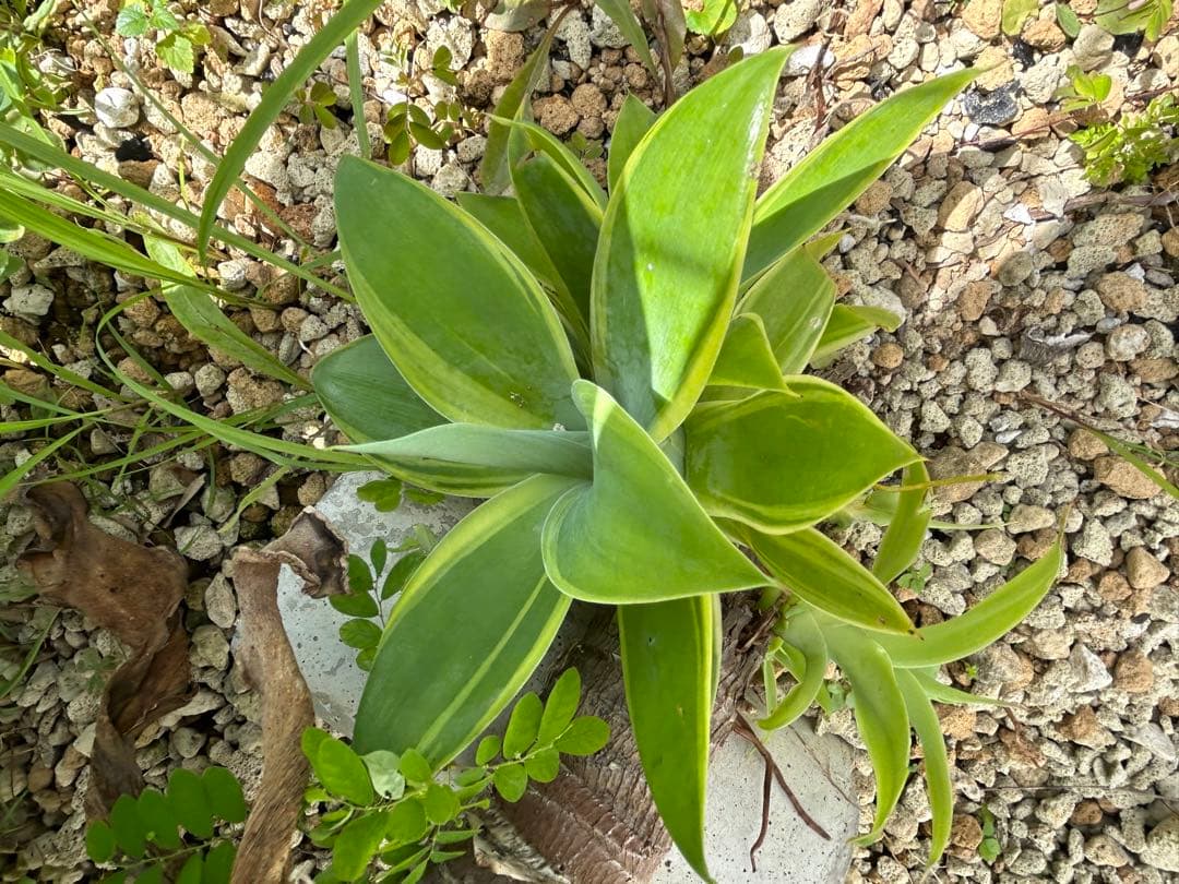 モンステラ ボルシギアナ　黄斑