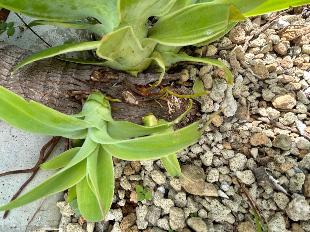 モンステラ ボルシギアナ　黄斑