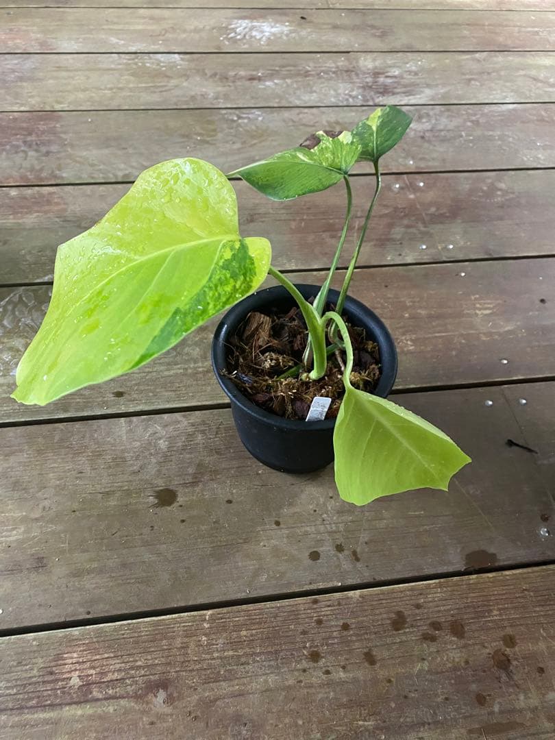 モンステラ ボルシギアナ　黄斑