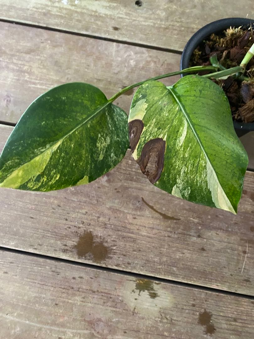 モンステラ ボルシギアナ　黄斑