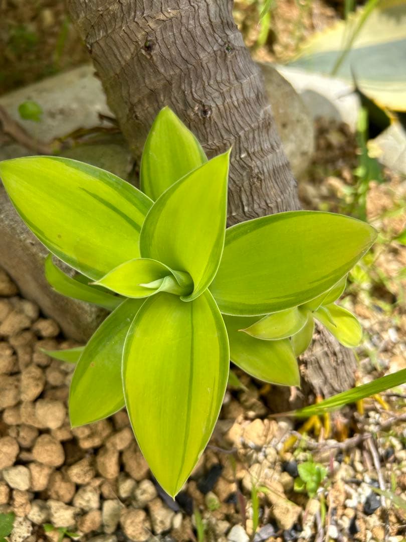 モンステラ ボルシギアナ　黄斑